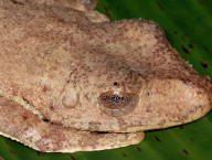 Tree frog (Anura: Hylidae: Agalychnis sp.; French Guiana)